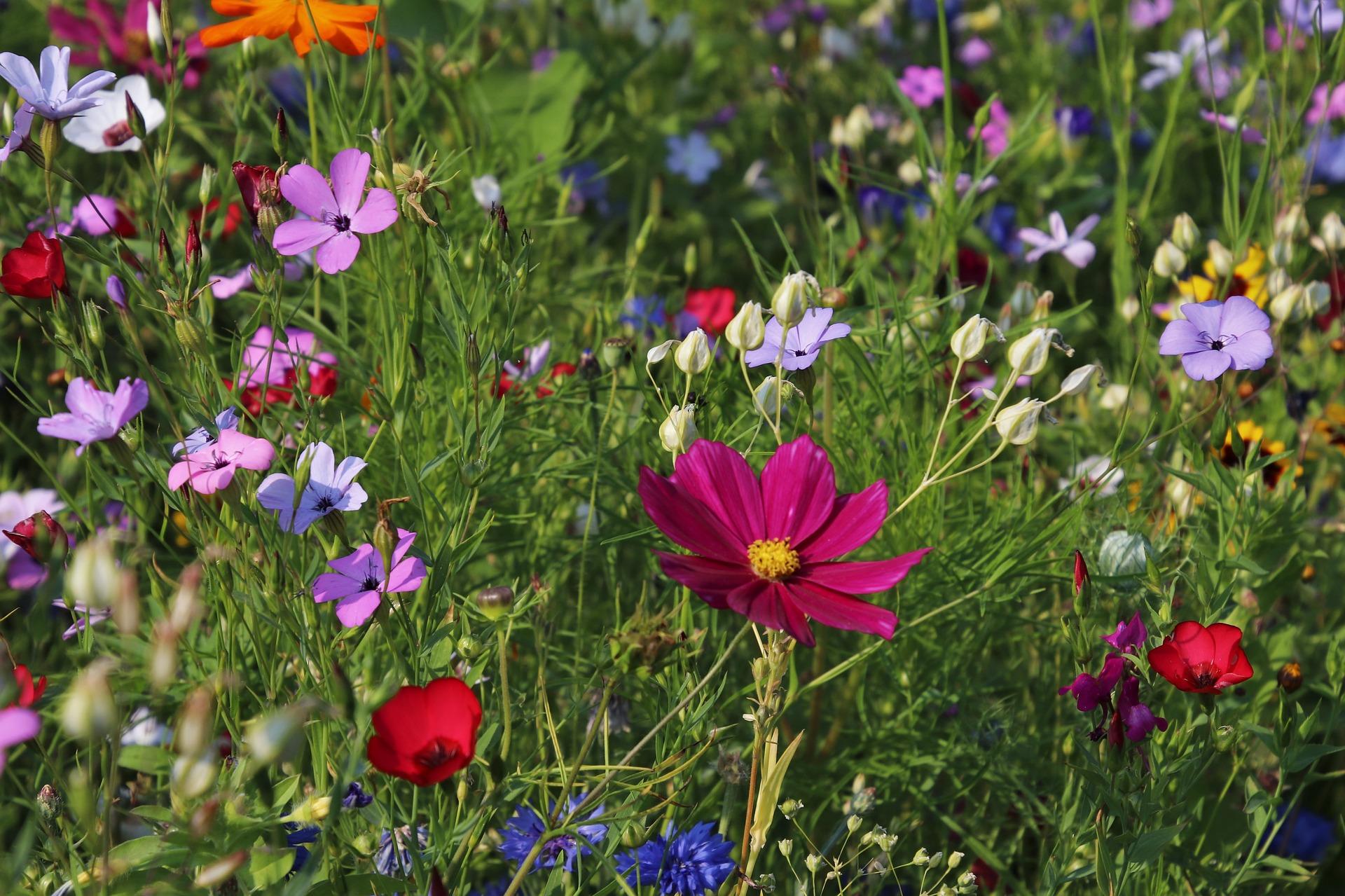 Flowers 3571119 1920